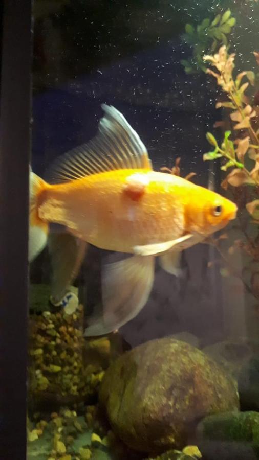 ティビリシAquariumアパートメント エクステリア 写真